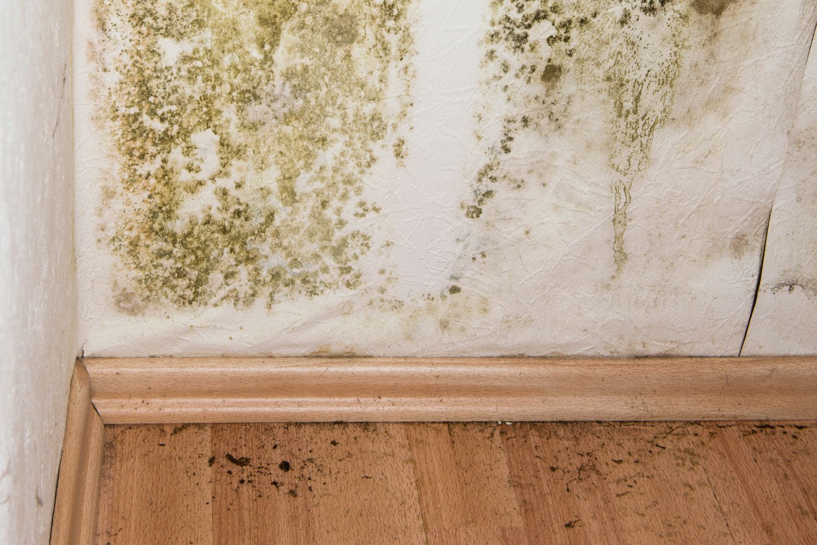 Küf Tutmuş Parke Nasıl Temizlenir?